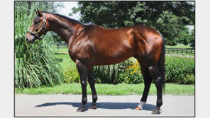 ‘컬러즈플라잉’ 1회 교배료가 400만원