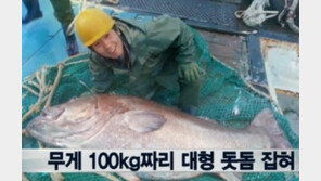 ‘전설의 심해어 돗돔’ 경매가 520만원 낙찰…‘몸 길이만 1.8m’