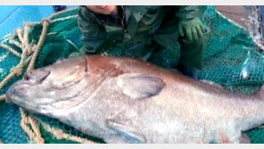 ‘전설의 심해어’ 돗돔, 제주도 해상서 잡혀… 무게만 100kg 육박 