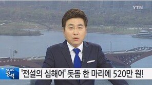 ‘전설의 심해어’ 돗돔, 무게 115kg 길이 1.8m… ‘어마어마’