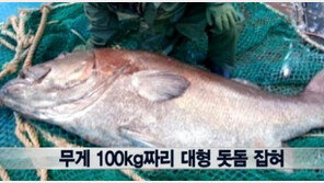 ‘전설의 심해어’ 돗돔, 엄청난 크기에 ‘깜짝’… 낙찰가 520만 원
