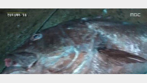 ‘전설의 심해어’ 무게 100kg 육박 대형 돗돔 1마리 잡혀, 비주얼 ‘헉’