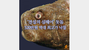 [카드뉴스] ‘전설의 심해어’ 520만원 짜리 돗돔…먹으려면 어디로?