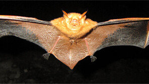 [이종석 기자의 野生&野性]흡혈박쥐 진짜 있다○… 동굴 속에서만 산다×