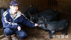 [토요스케치]토종 흑돼지 2000년 혈통 지켜달라고 꿀꿀꿀