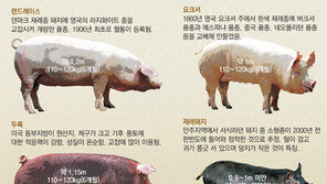 [토요스케치]토종 흑돼지 왜 사라지고 있나