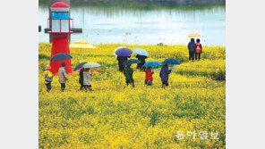 봄비 맞으며… 유채꽃밭 걸어요