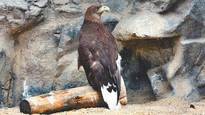 [수도권]장애 있어 더 애틋한 동물원 친구들