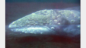 포유류 이동 신기록 고래 ‘바르바라’… 멕시코 연안이 출생지?