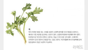 [라메드] 봄, 나물을 탐하다