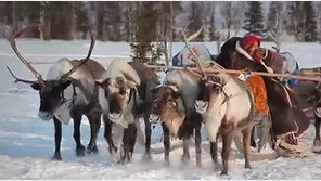 네네츠인 뜻, ‘정글의 법칙2’에도 등장한 순록 먹는 사람들