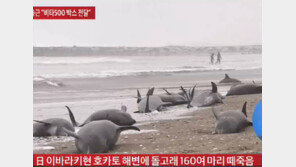 오키나와 지진, 지난 10일 돌고래 150여 마리 떼죽음은 지진 전조?