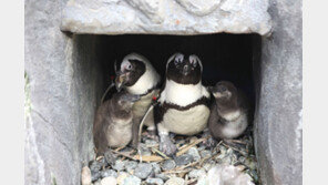 아쿠아플라넷 여수.제주…펭귄 새끼 탄생 이벤트