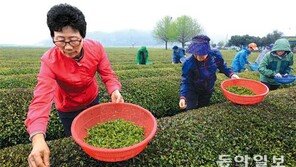 곡우에 우전차 수확… 비 그치니 봄