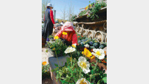 [수도권]‘15만m겂 1억 송이 향연’ 꽃단장 한창