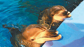 [단독/수도권]“제돌이 이어 복순이-태산이도 바다로 가요”