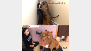 [영상]체중 80kg 초대형 맹견 화제, 이름이 ‘헐크’…근육질 우람한 몸매