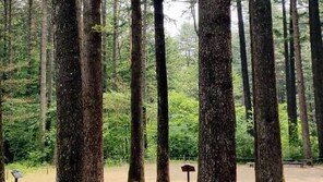 피톤치드 뜻 화제, 병원균·해충·곰팡이에 저항하려고 나오는 물질