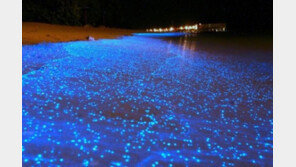 식물성 플랑크톤 온난화 증폭, 북극 온난화를 20% 증가시켜 ‘충격’