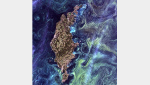 북극 온난화, 식물성 플랑크톤이 증폭… 기존 학설 반박