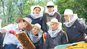 [수도권]첫 꿀 뜨는 도시 양봉가들