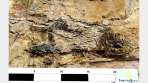 한국의 티라노사우루스류, 중국 일본 등으로 어떻게 퍼져나갔나 ‘화제’