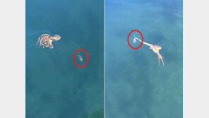 게 사냥 나선 문어, 지그재그 헤엄치는 게를 긴 다리로 착~‘게 섰거라!’