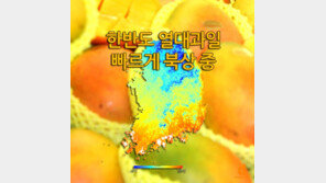 [카드뉴스] 한반도 과일지도 바뀐다…열대과일 빠르게 북상중 