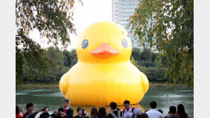 [수도권]러버덕 대신 큰고니?