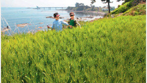 [대구/경북]‘보리밭 사잇길’ 걷는 동심