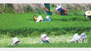 [광주/전남]노지 미나리 수확