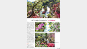 [힐링&]5월, 진분홍빛 철쭉바다에 빠지다 - 곤지암 화담숲