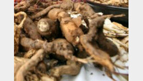 홈쇼핑에서만 940억원어치 팔린 내츄럴엔도택 백수오, 홈쇼핑 업체들의 반응은?