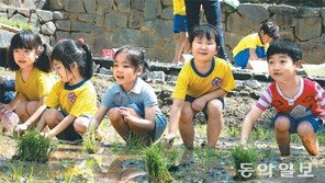 모심기 체험하는 꼬마 농부들