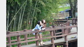 담양 대나무축제 개막, 5월 황금연휴를 담양에서 보내는건 어떨까?