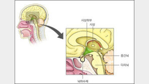 배고픔 조절 뇌 회로 발견, ‘스위치’ 켜면 배고픔 잊는다?