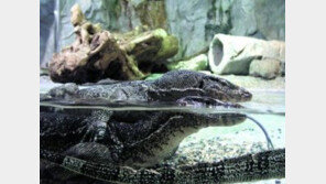 한반도 거대 도마뱀 화석 발견 ‘몸길이 2m’…공룡알 훔쳐 먹은 ‘간 큰’ 도마뱀? 