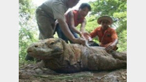 한반도 거대 도마뱀 화석 발견 ‘몸길이 2m’…압도적 크기에 소름 쫙! ‘눈 질끈’