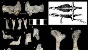 ‘몸길이 2m’ 거대한 도마뱀 8100만년 전 한반도 살았다