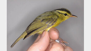 국내 미기록종 노랑배솔새 흑산도서 발견