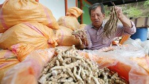 “백수오 대목 5월인데… 1년 장사 망쳐”