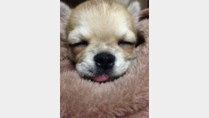 강아지 분리불안 극복 방법, 혼자서 안절부절 ‘낑낑’…반려인과 애착관계에 해답이?