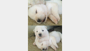 가위 눌리는 이유는 단순하다?… 신체 보호 때문