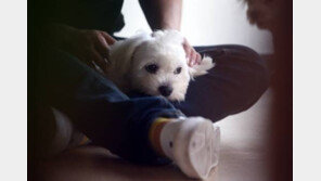 강아지 분리불안 극복 방법, 매일 수 차례 1분 나갔다가 돌아오기 반복