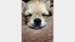 강아지 20% 앓고 있는 분리불안 극복 방법은, 신뢰