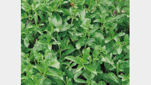 스테비아의 특징, 설탕 300배 당분 함유…칼로리는?