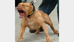 강아지 분리불안 극복 방법, 혼자서 안절부절 ‘낑낑’…반려인과 애착관계 때문? ‘화들짝’