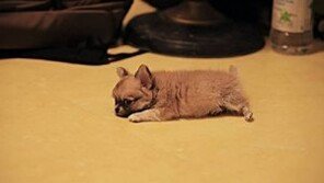 강아지 분리불안 극복 방법, 혼자서 안절부절 ‘낑낑’…외출 전후 행동이 중요