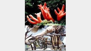 붉은사슴뿔버섯 주의보, 영지버섯 닮은꼴 독버섯? 서울-인천-고양 중독사고 ‘쑥↑’