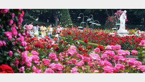 “서른살 ‘장미축제’… 100만송이 향연 즐기세요”